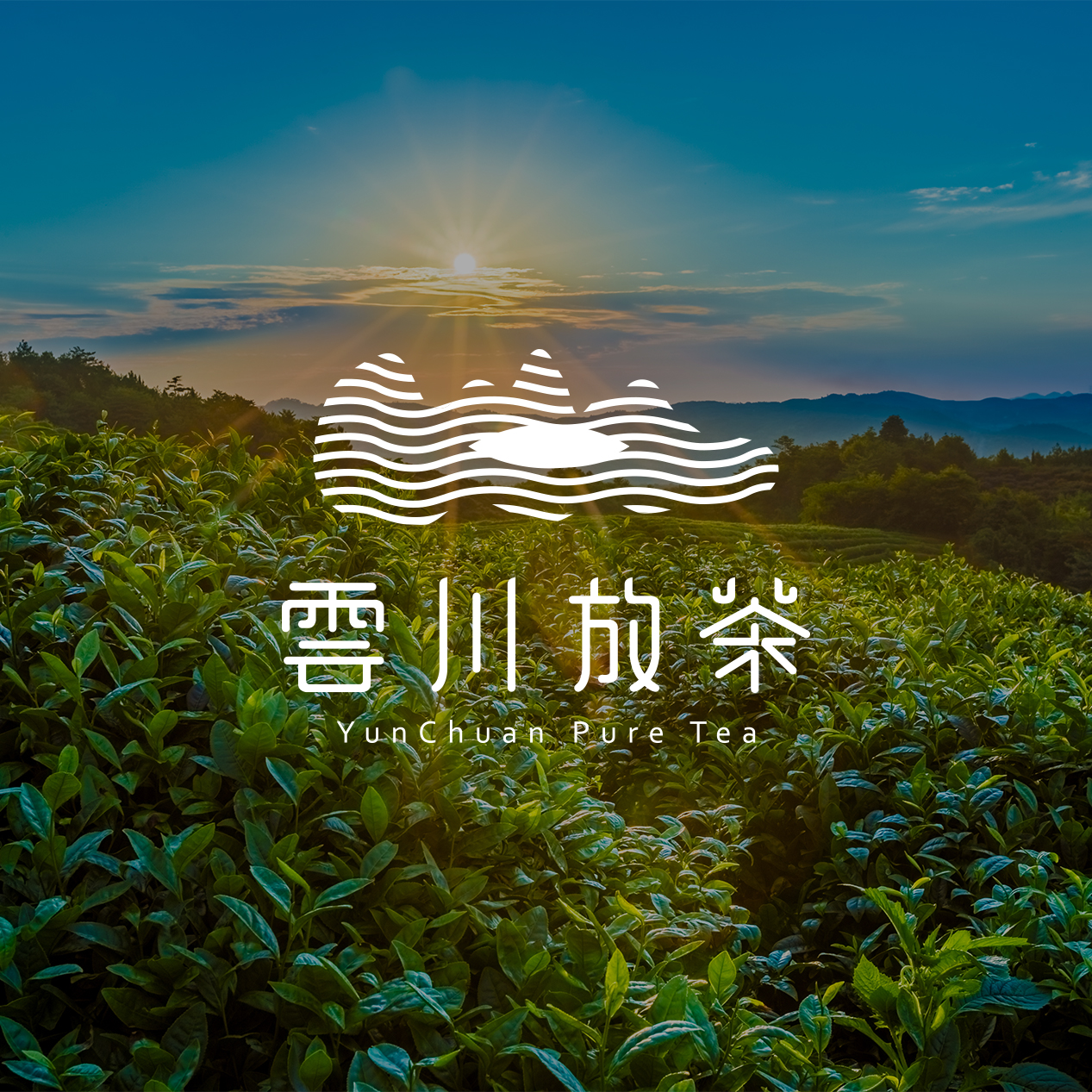 云川放茶VI设计